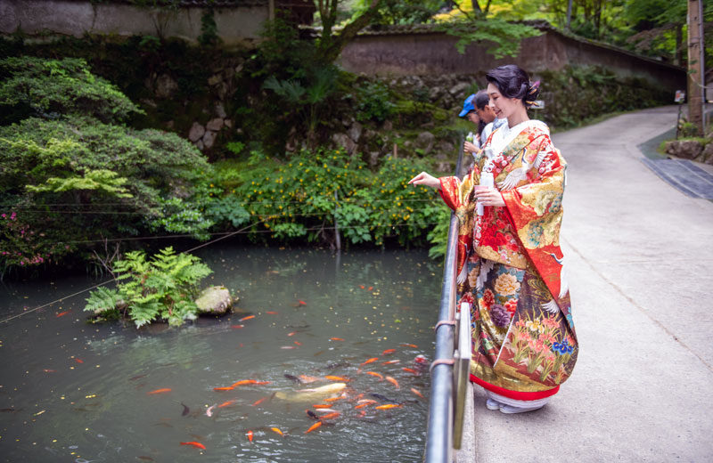 カラフルな鯉たちにご飯をあげる新婦様